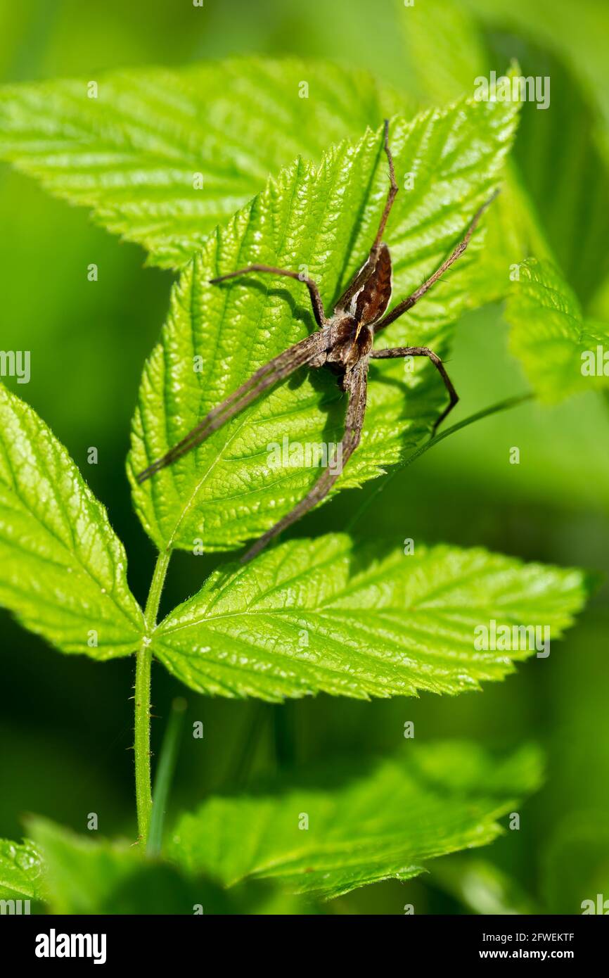 Spider Rasberry Large brown color spider on a green raspberry leaves Stock Photo - Alamy