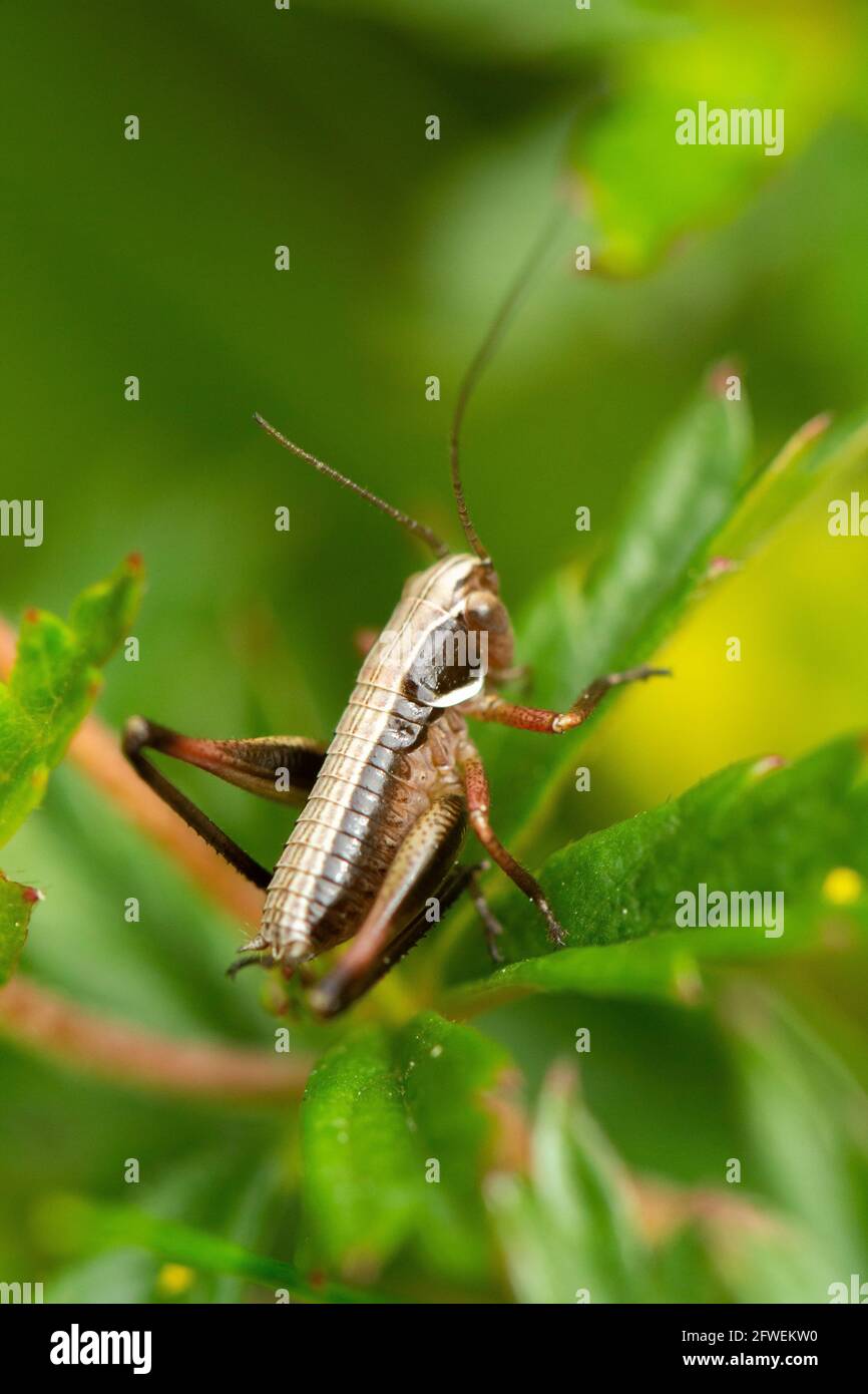 A small young brown grasshopper on a green plant stem during the spring. Stock Photo