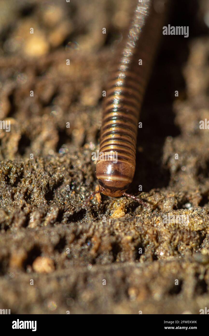 Millipede on an old wood trunk. Stock Photo