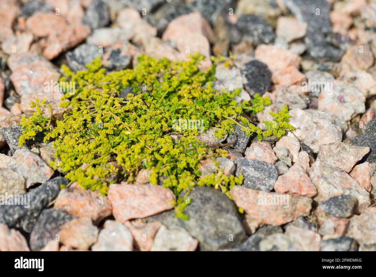 Smooth rupturewort (Herniaria glabra) Stock Photo