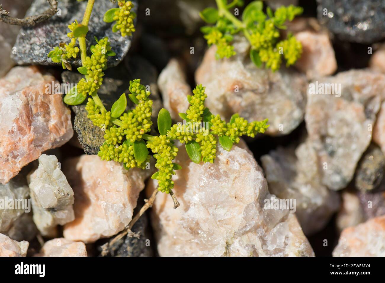 Smooth rupturewort (Herniaria glabra) Stock Photo