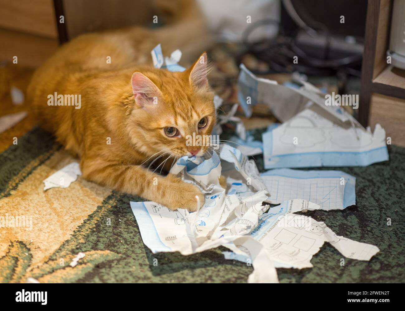 Cat ripping up carpet hot sale