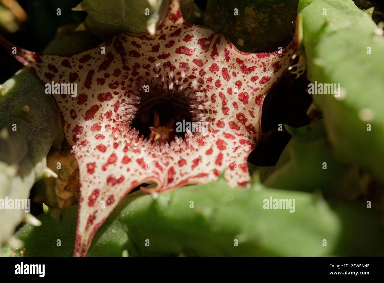 African carrion flower (Huernia boleana) Stock Photo