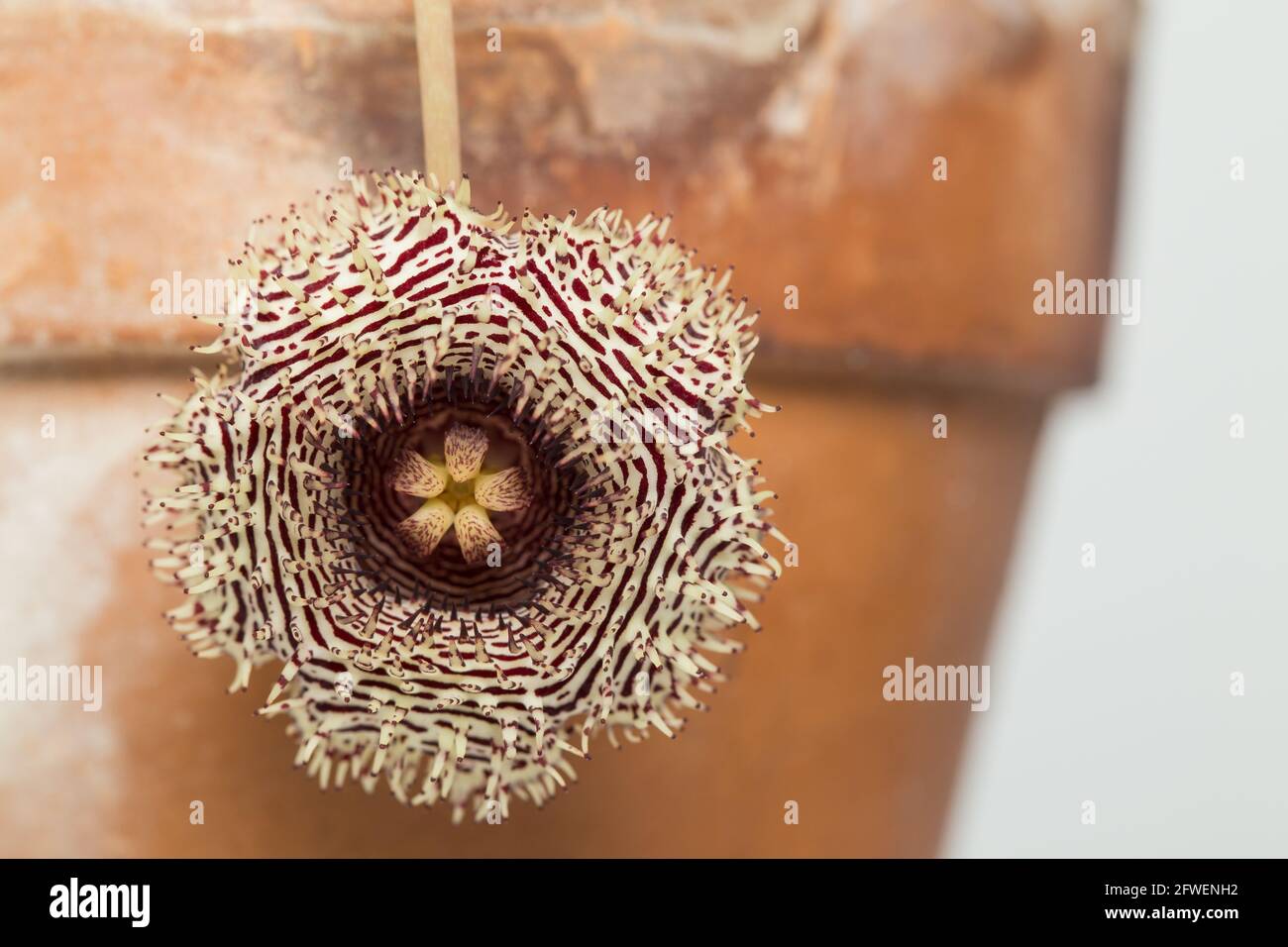 African carrion flower (Huernia hystrix) Stock Photo