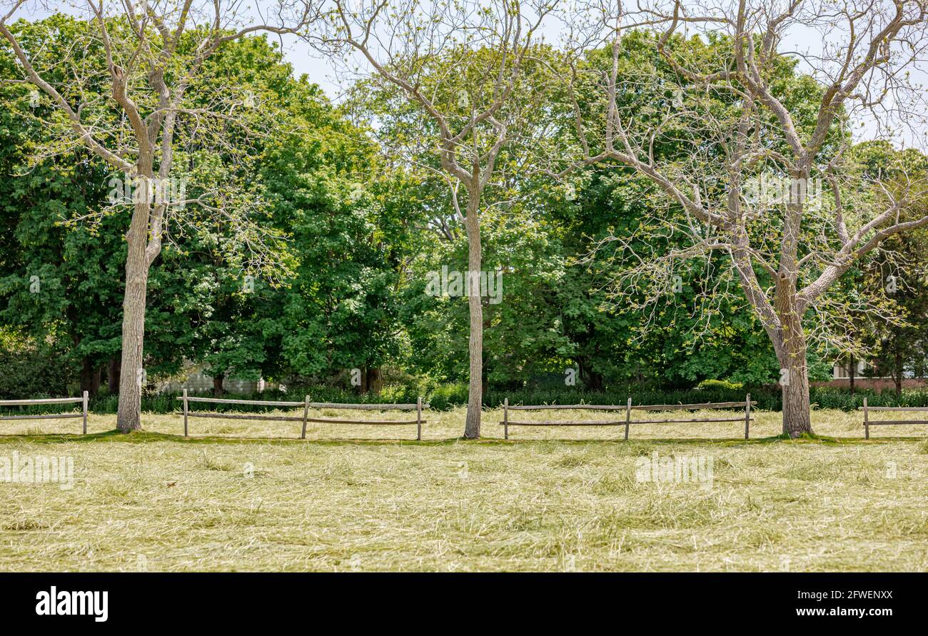 landscape consisting of three threes and a split rail fence, East Hampton, NY Stock Photo