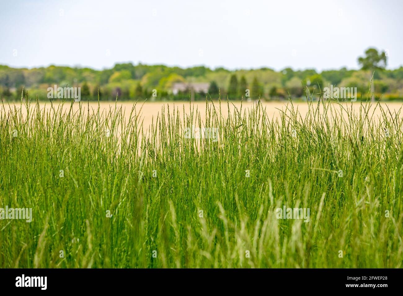 background consisting of grass, fields and distant trees Stock Photo