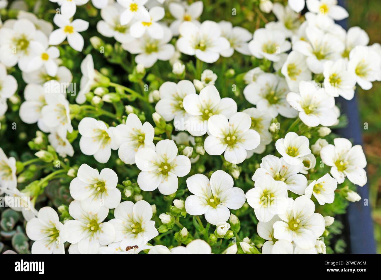 Saxifraga arendsii (Schneeteppich) flowers in the garden. Stock Photo