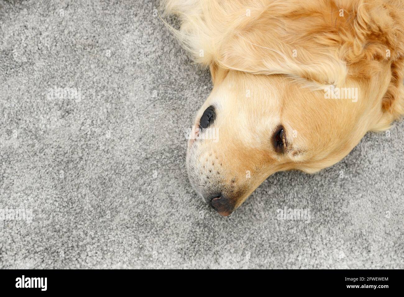 golden retriever lying on carpet in the house Stock Photo