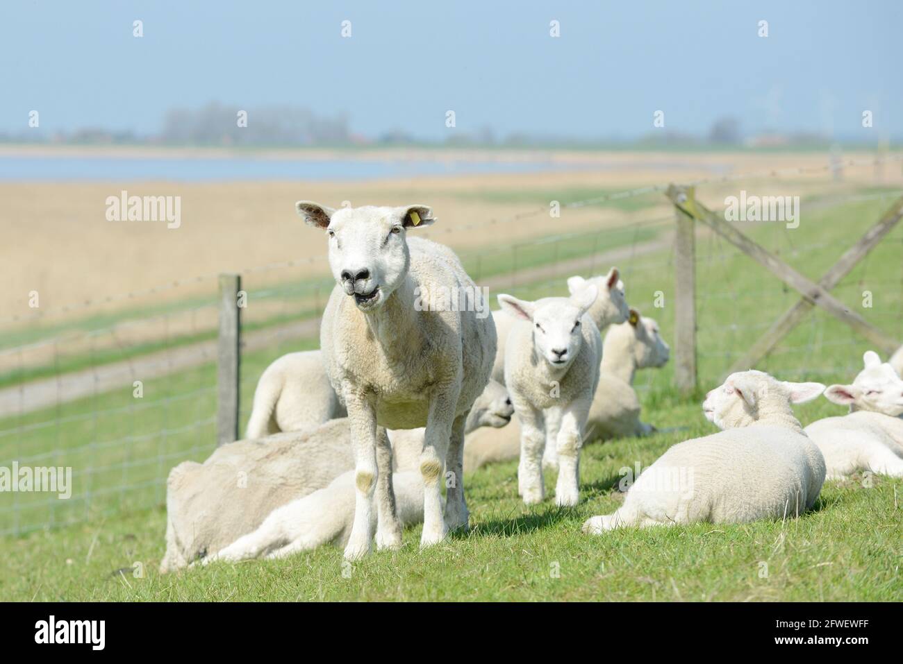 herd of sheep, lambs on meadow in the landscape Stock Photo