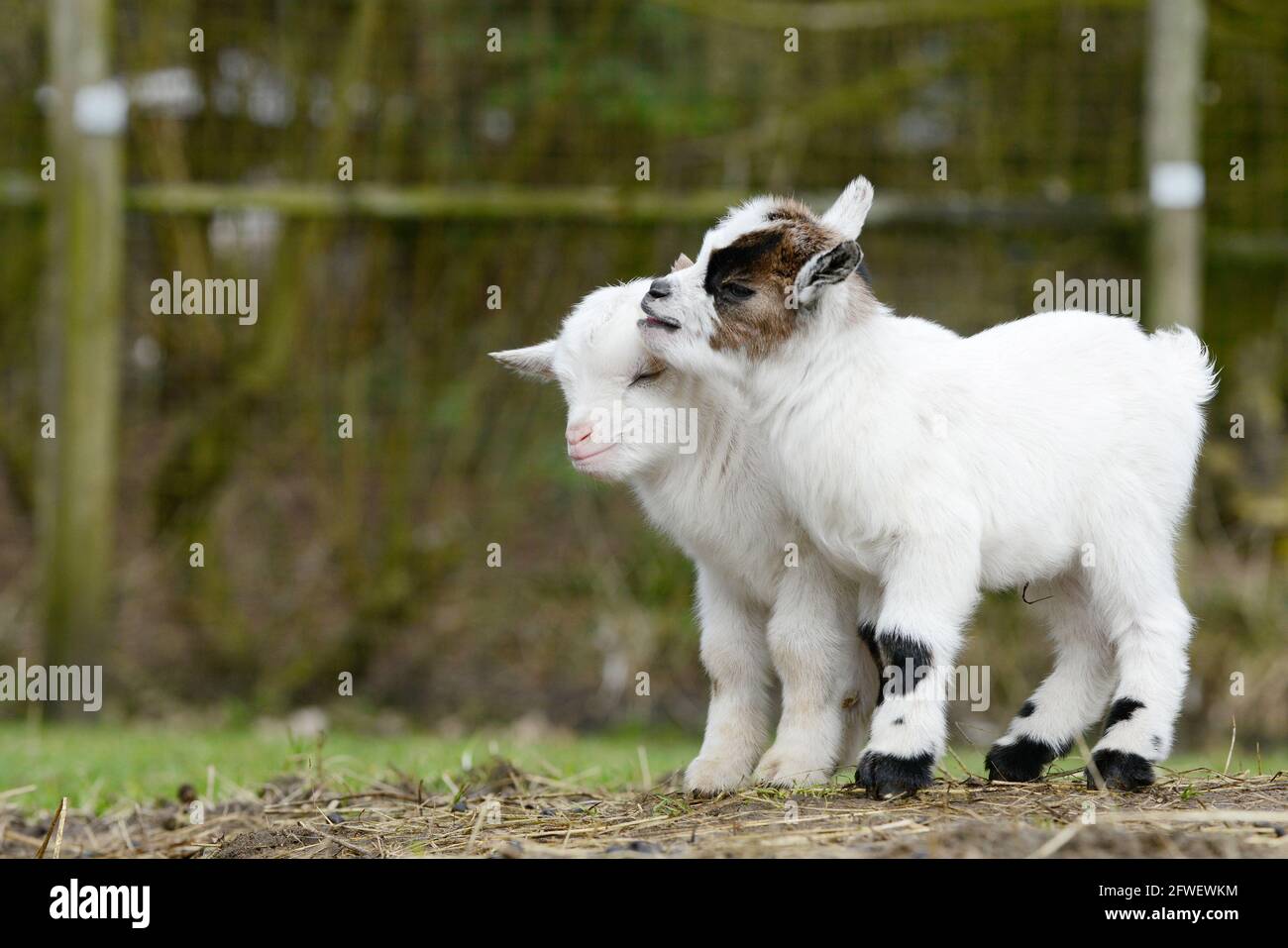 goat kids standing on meadow Stock Photo