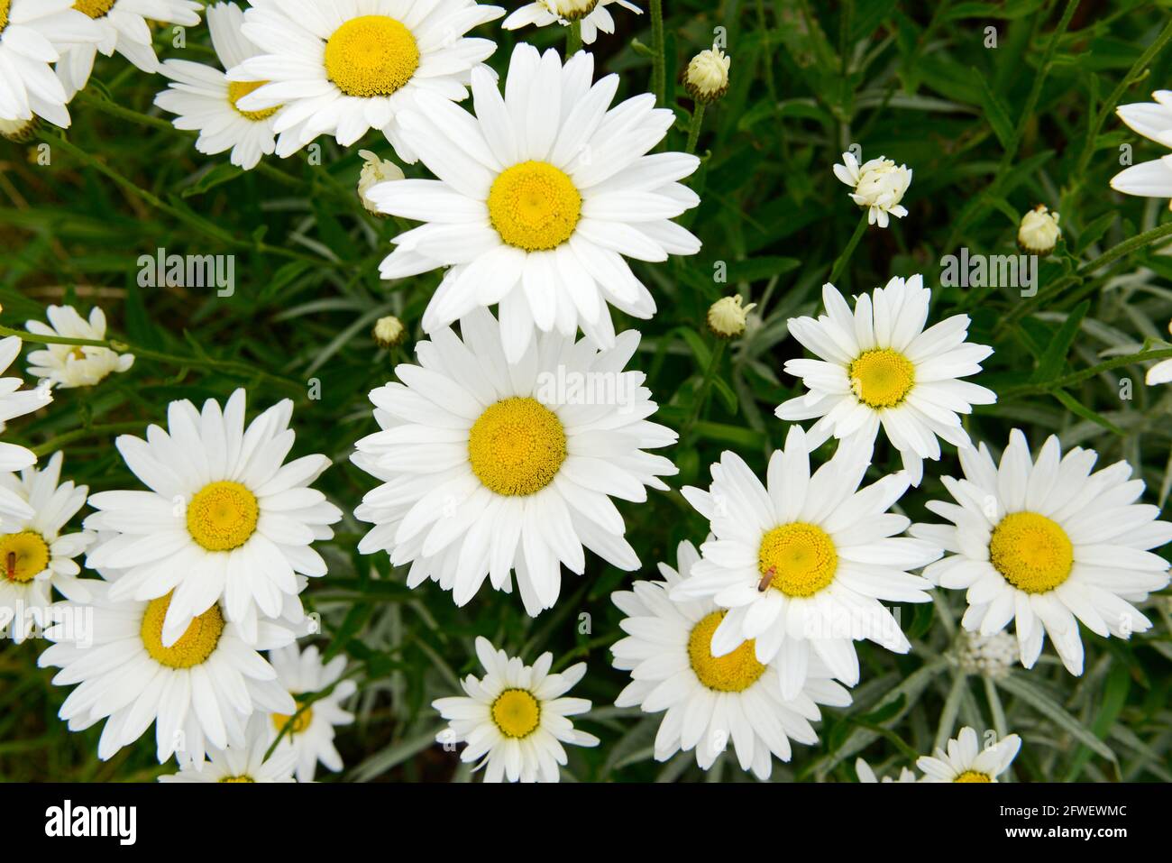 White flower Marguerites flowering  in the nature Stock Photo