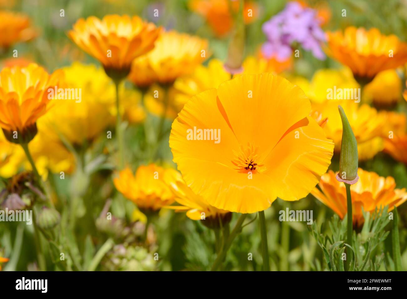 Eschscholzia californica poppy in front of flower field in the nature Stock Photo