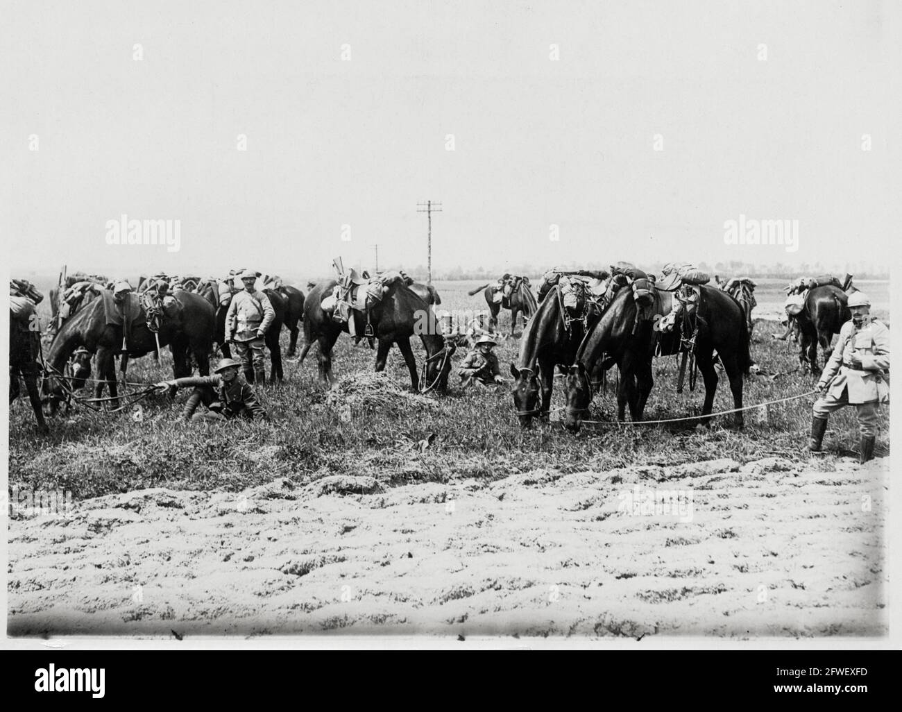 World War One, WWI, Western Front - British and French cavalrymen graze their horses together, France Stock Photo