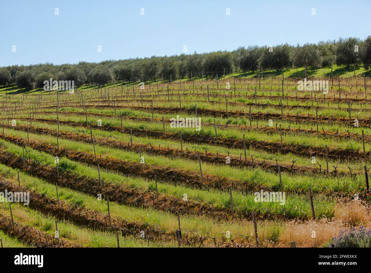 Constantia vineyard in wine growing region in South Africa Stock Photo