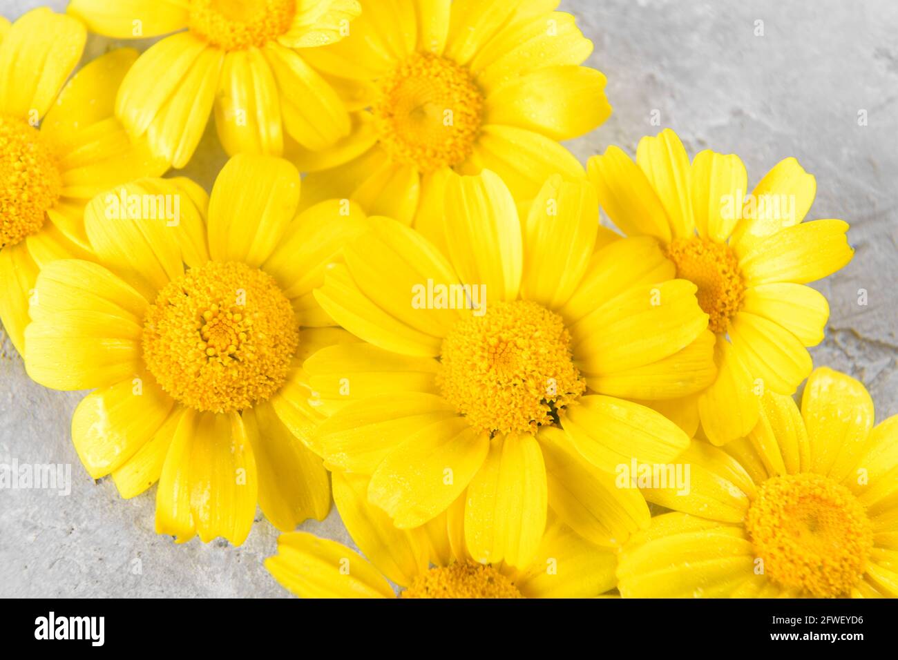 Yellow Flowers background compose of chamomiles or daisies on a grey background Stock Photo