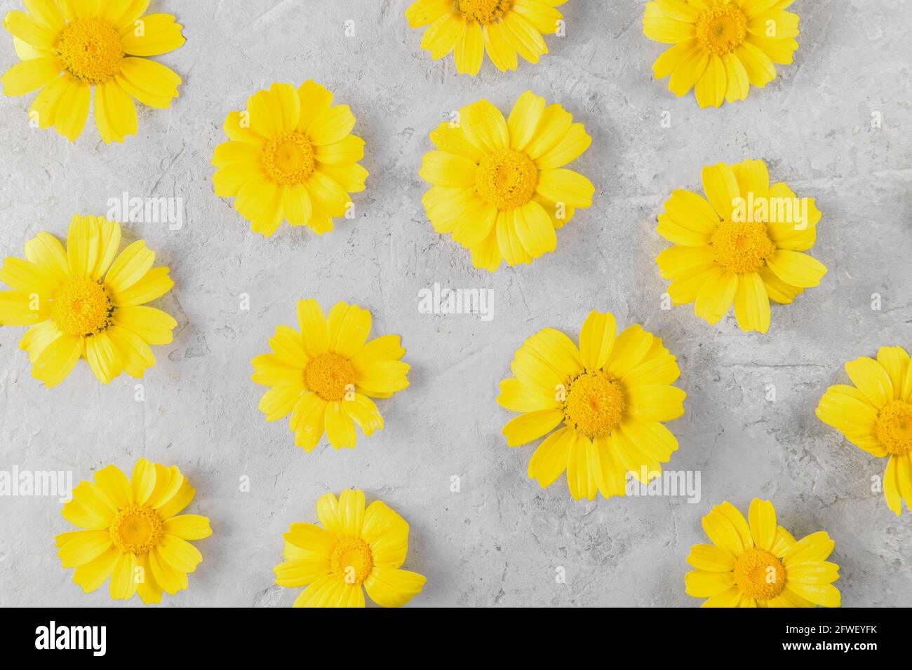 Yellow Flowers pattern compose of chamomiles or daisies on a grey background Stock Photo