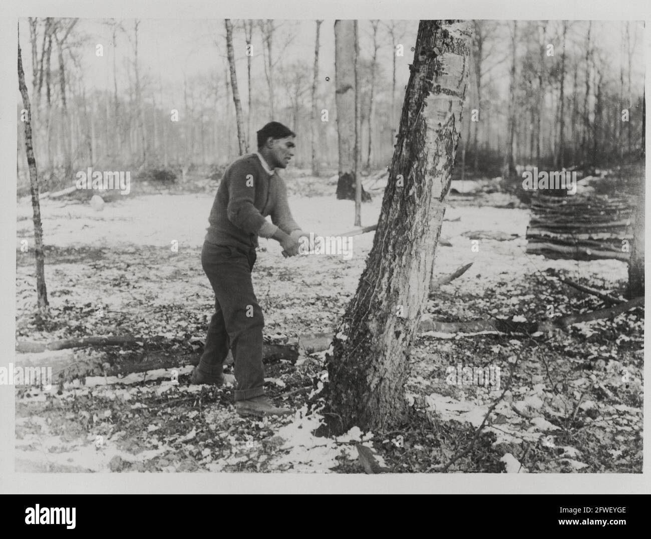 World War One, WWI, Western Front - A soldier works to fell a tree in the woods, France Stock Photo