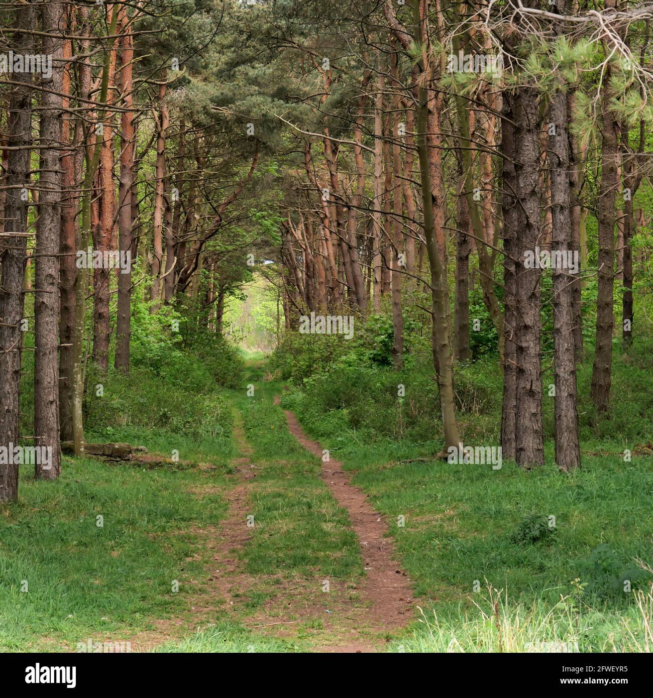Track through pine forest near Dirleton, near North Berwick,East Lothian,Scotland,UK Stock Photo