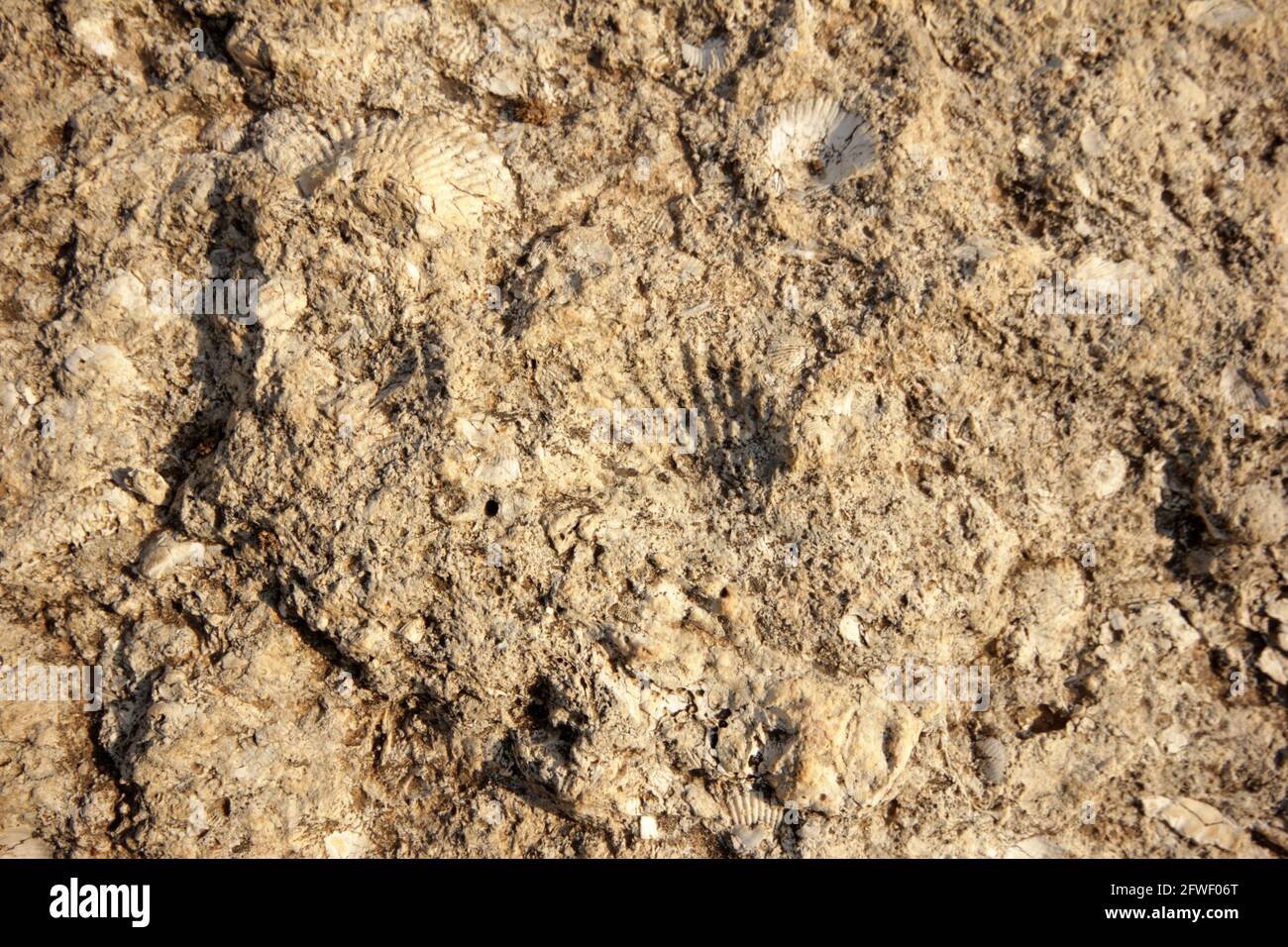 Fossil shell sandstone High Resolution Stock Photography and Images - Alamy