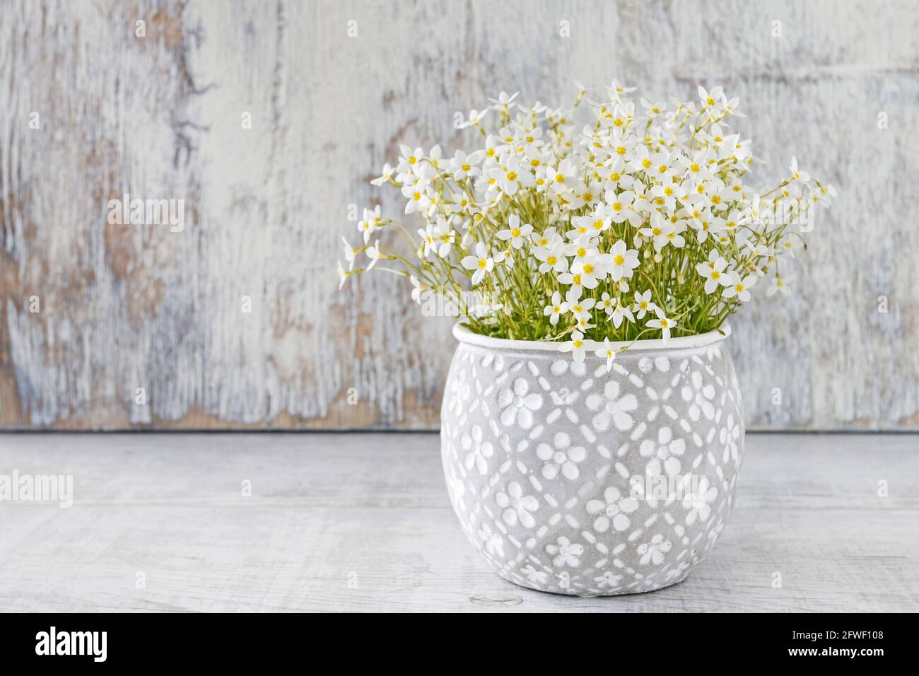 Saxifraga arendsii (Schneeteppich) flowers in ceramic pot. Party decor Stock Photo