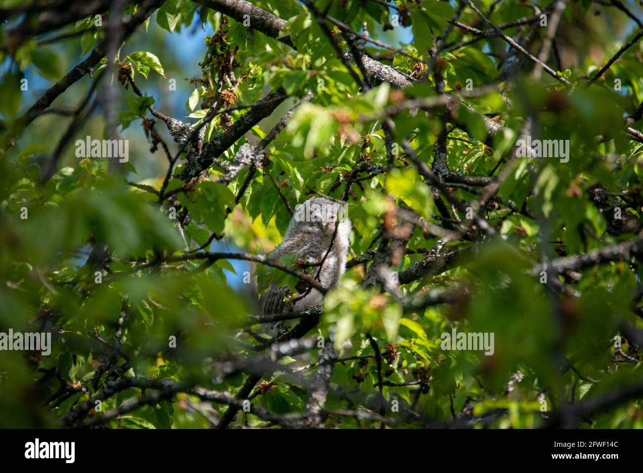 STRYX ALUCO . Waldkauz juvenil . Juvenile Tawny Owl Stock Photo