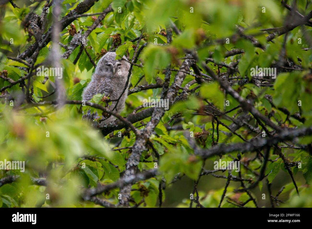 STRYX ALUCO . Waldkauz juvenil . Juvenile Tawny Owl Stock Photo