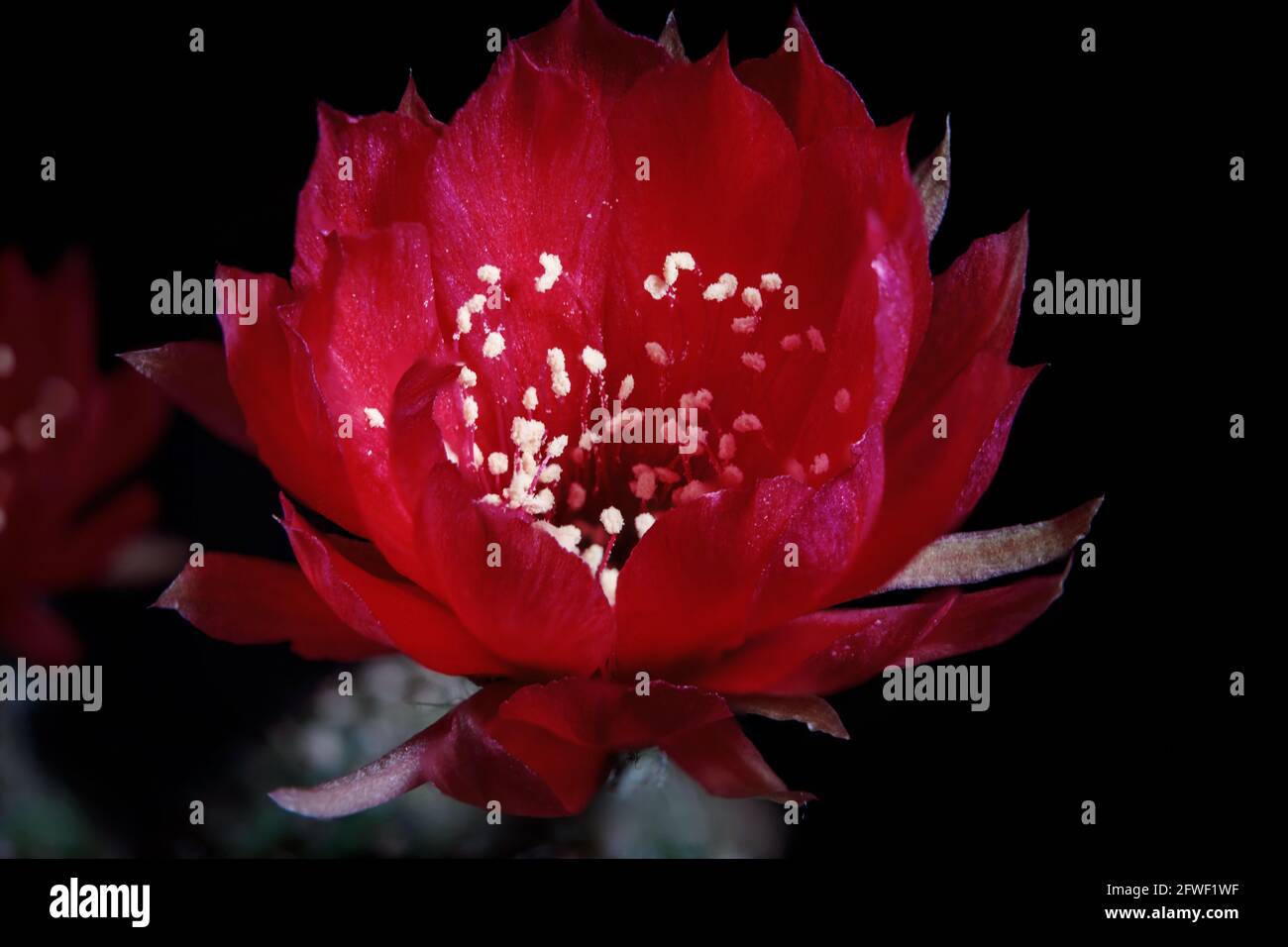 red flower of lobivia cactus agains dark background Stock Photo