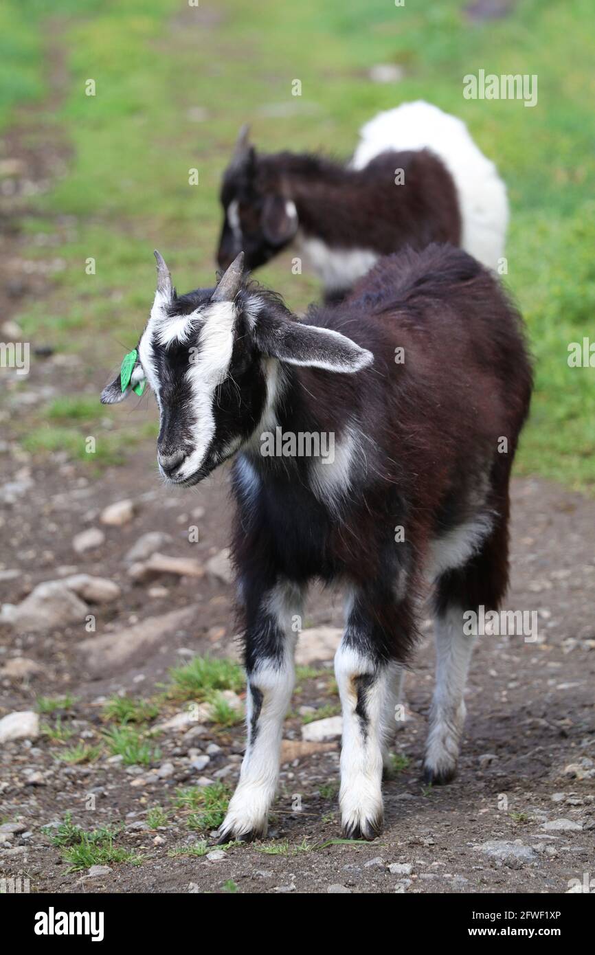 close up of a black and white midget goat standing Stock Photo