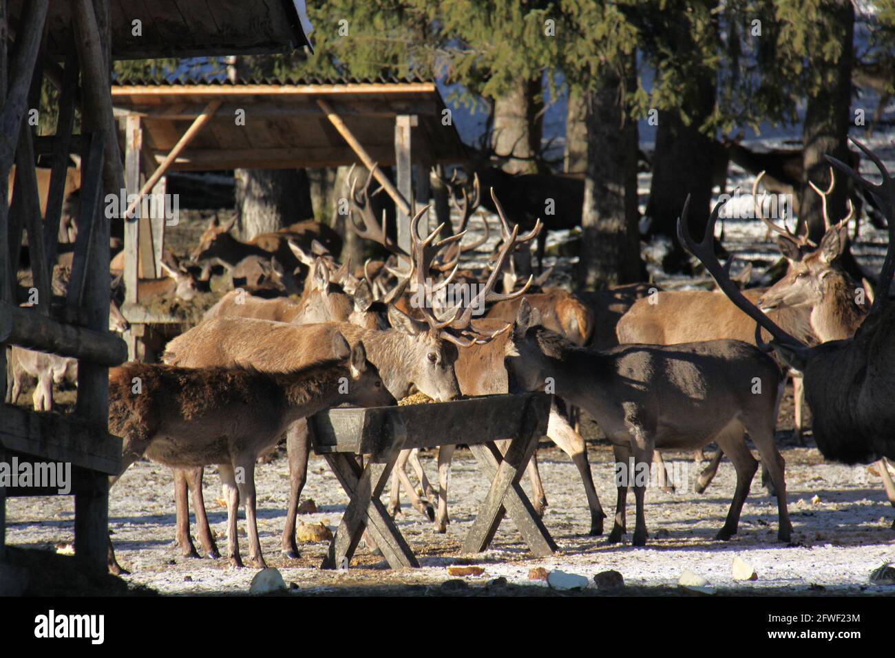 large gathering of wild deer at a feeding place Stock Photo