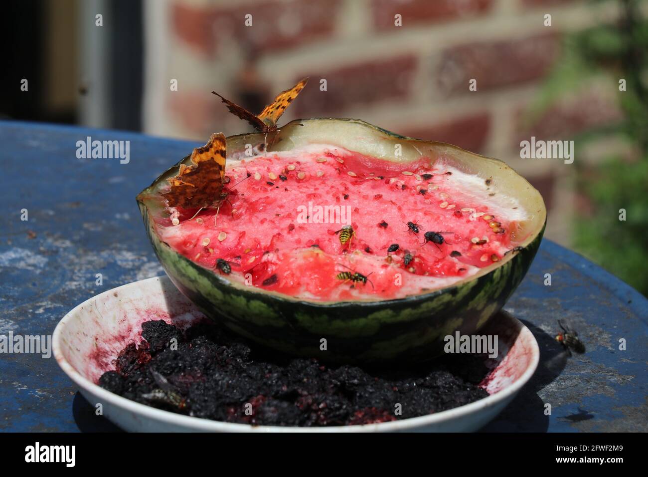 Melon insect hires stock photography and images Alamy