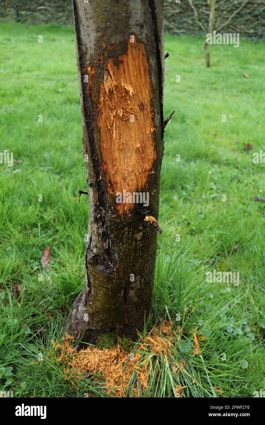 roebuck damage to a tree trunk Stock Photo