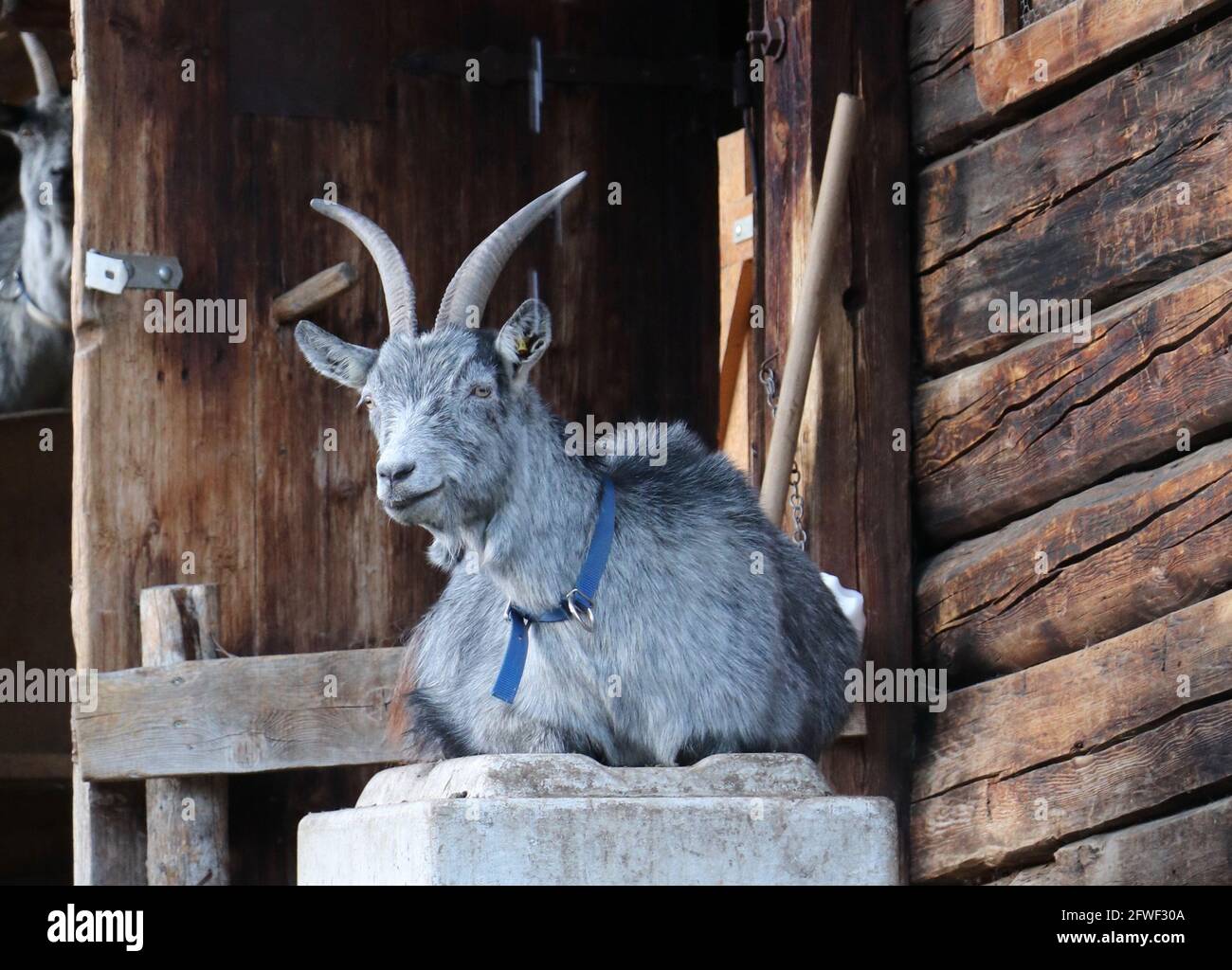 gray goat sitting on a stone next to the wooden stable Stock Photo