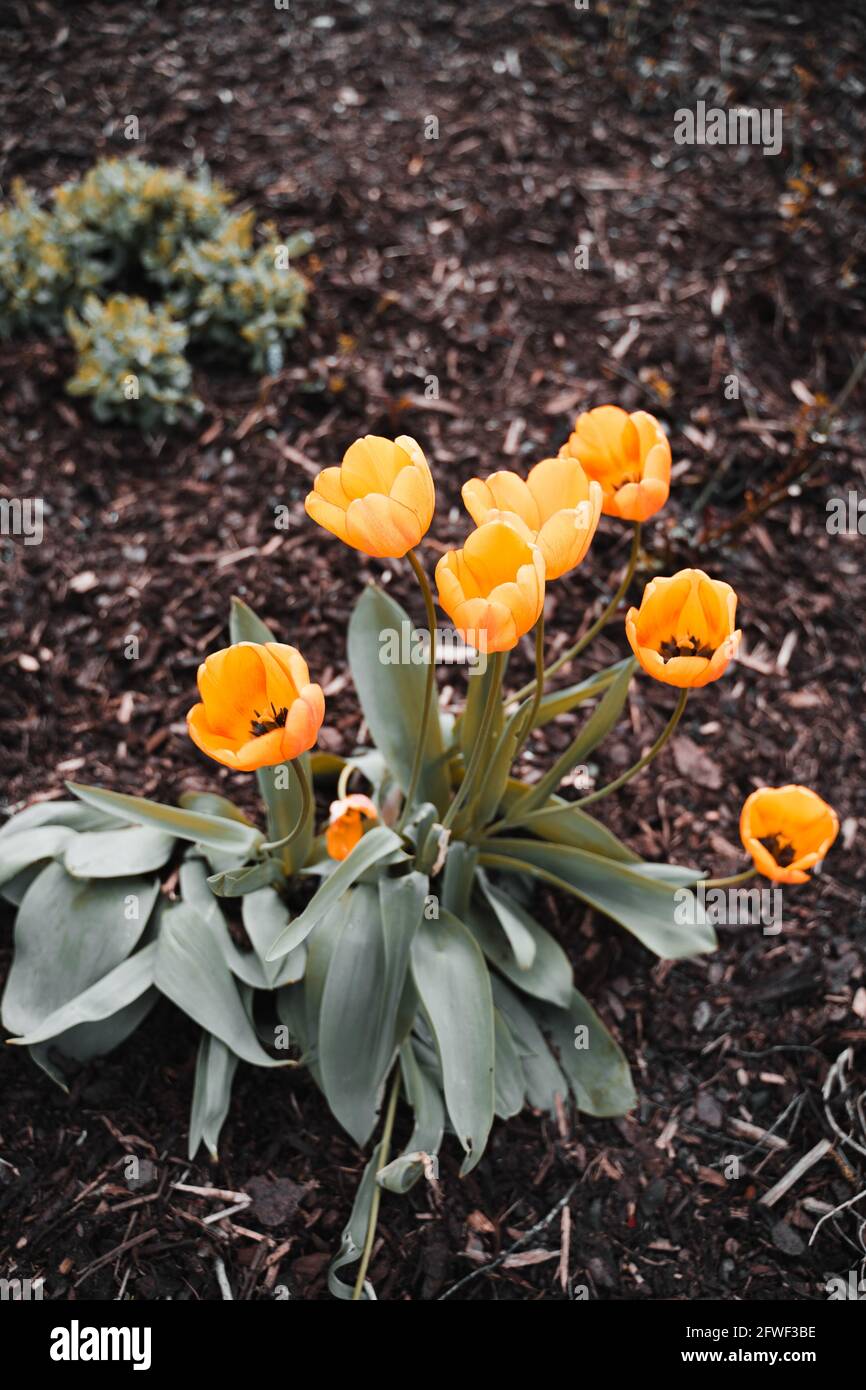 Yellow/orange group of tulips in garden. The look perfect and admirable. They bloom. Middle of the blossom is black. Scene is very colorful and pretty Stock Photo