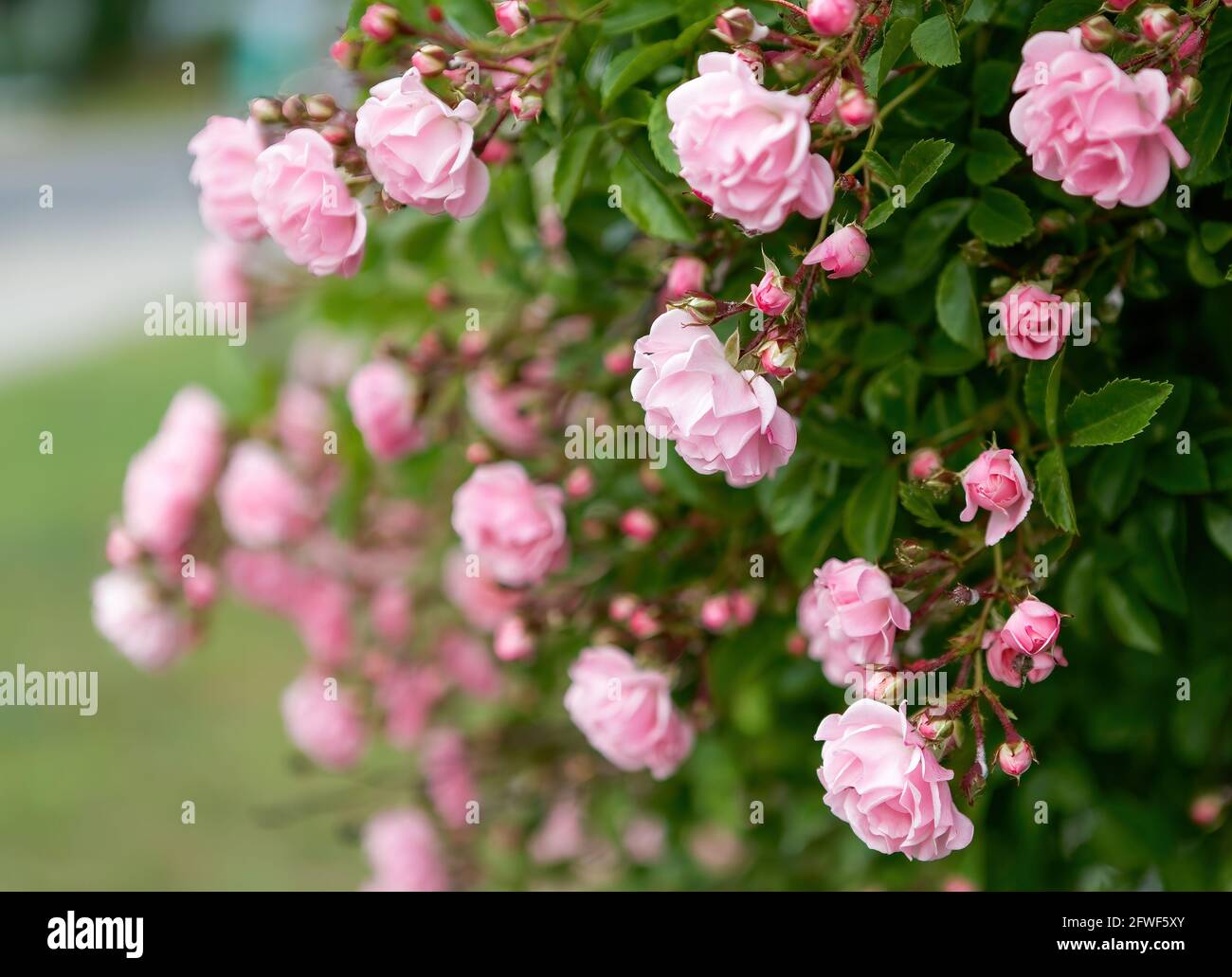 Blurry Roses Rose flower on background blurry pink roses flower in the garden of ...