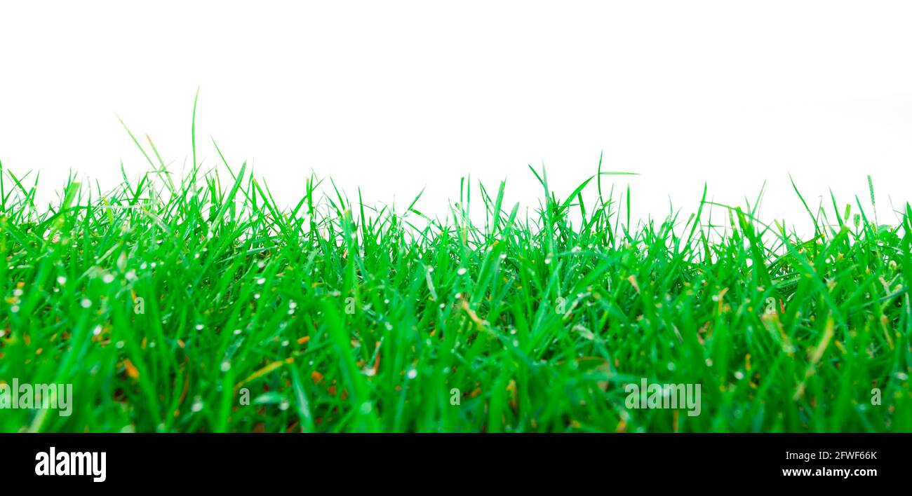 green grass vegetation isolated on white background Stock Photo - Alamy