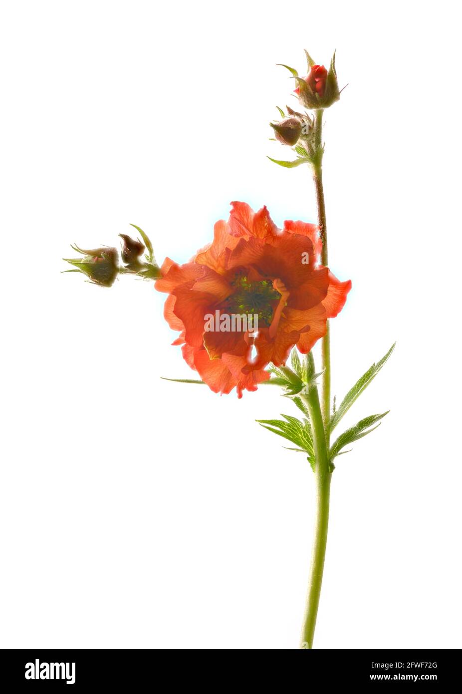 Beautiful bright red Geum flower (Rosaceae species) photographed against a plain white background Stock Photo