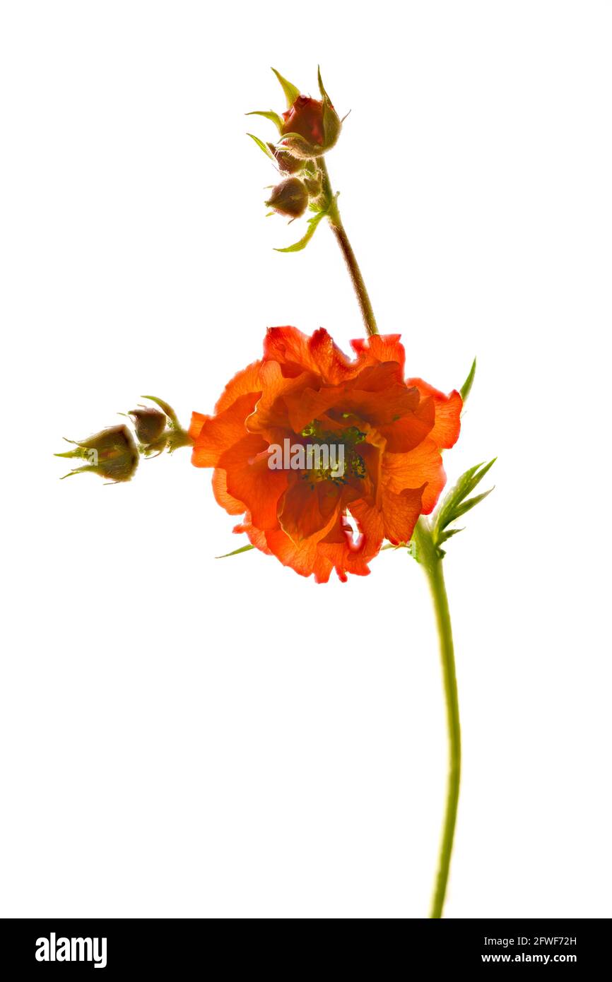 Beautiful bright red Geum flower (Rosaceae species) photographed against a plain white background Stock Photo