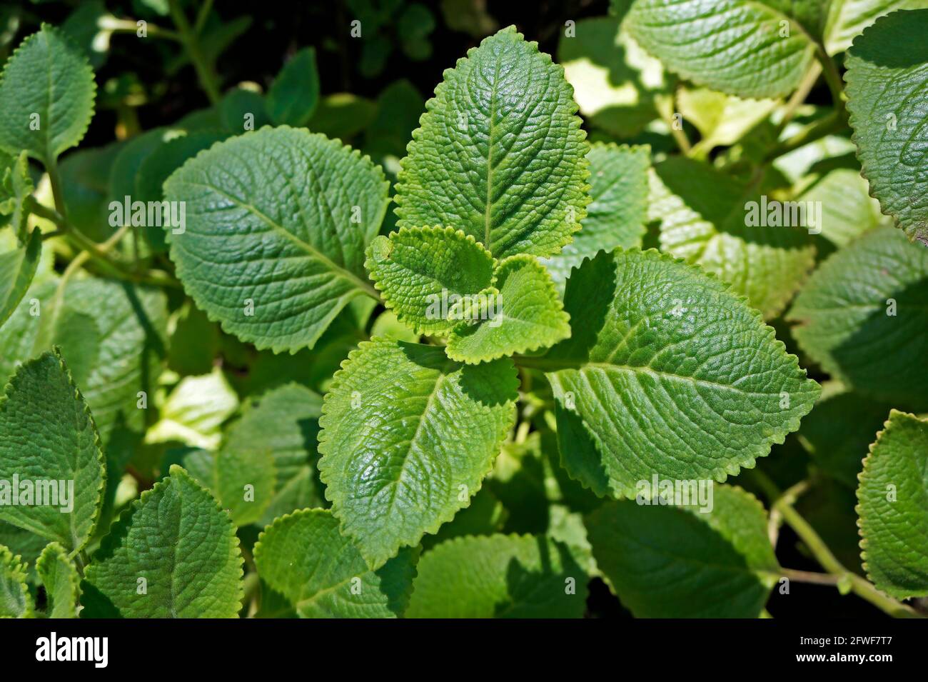 Cuban Oregano, Indian borage, Indian mint, Mexican mint, Mexican oregano or Spanish thyme (Plectranthus amboinicus). Medicinal herb. Stock Photo