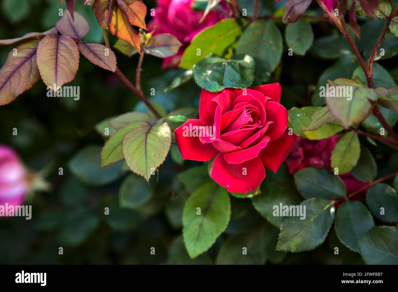Pink roses in a bush seen up close Stock Photo - Alamy