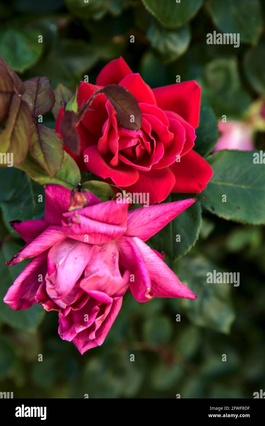 Pink roses in a bush seen up close Stock Photo - Alamy