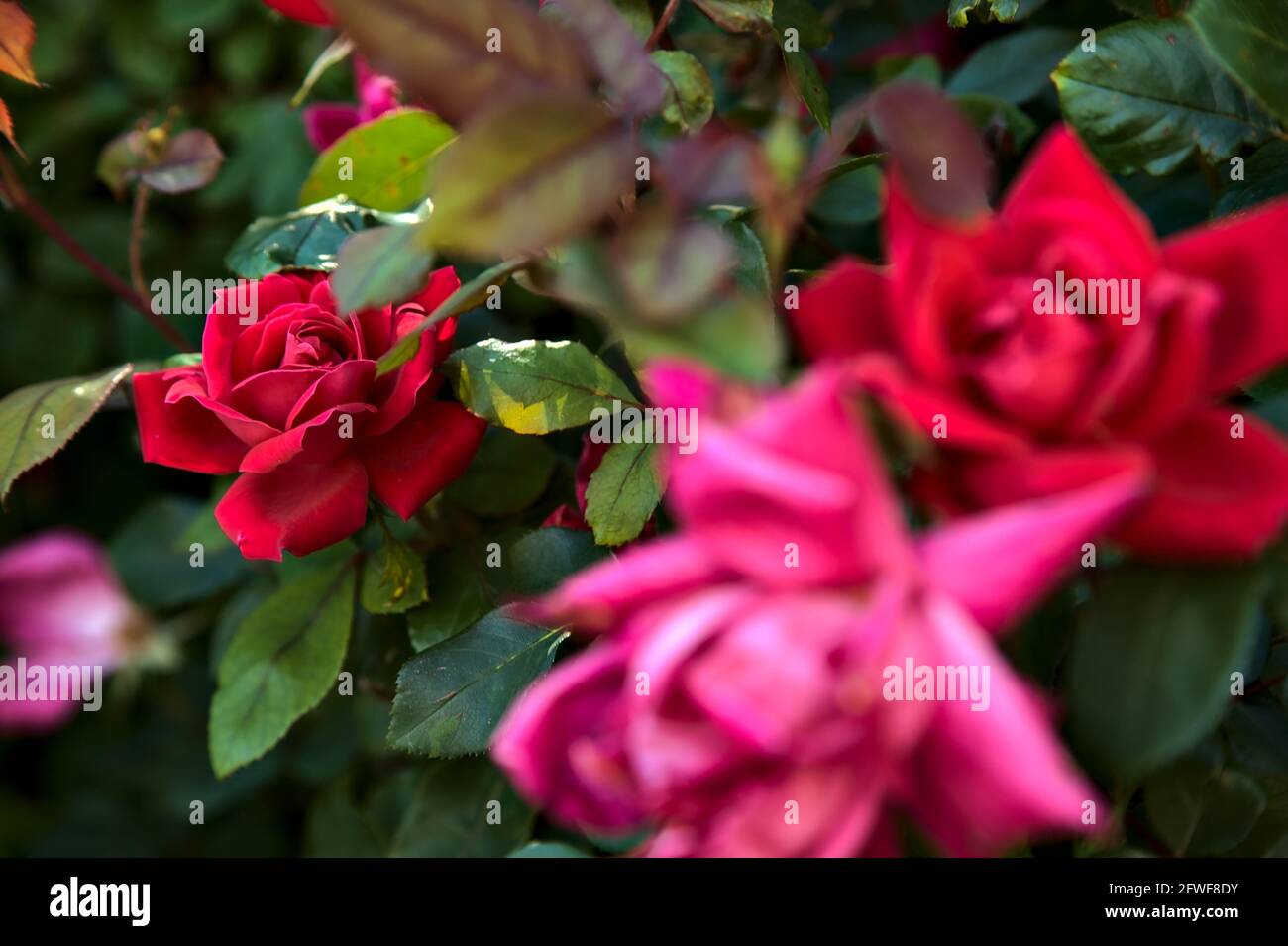 Pink roses in a bush seen up close Stock Photo - Alamy
