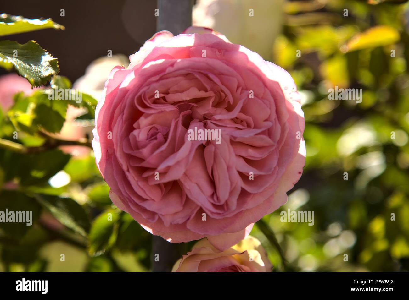 Rose flower close up landscape hi-res stock photography and images - Alamy