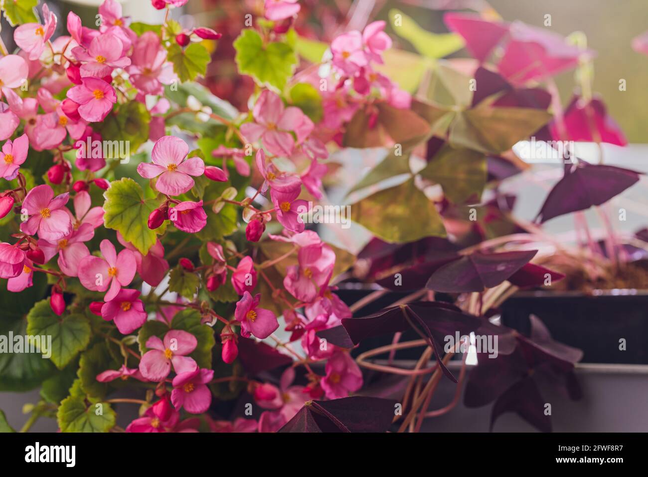 Edible flowers and microgreens begonia closeup macro Stock Photo Alamy