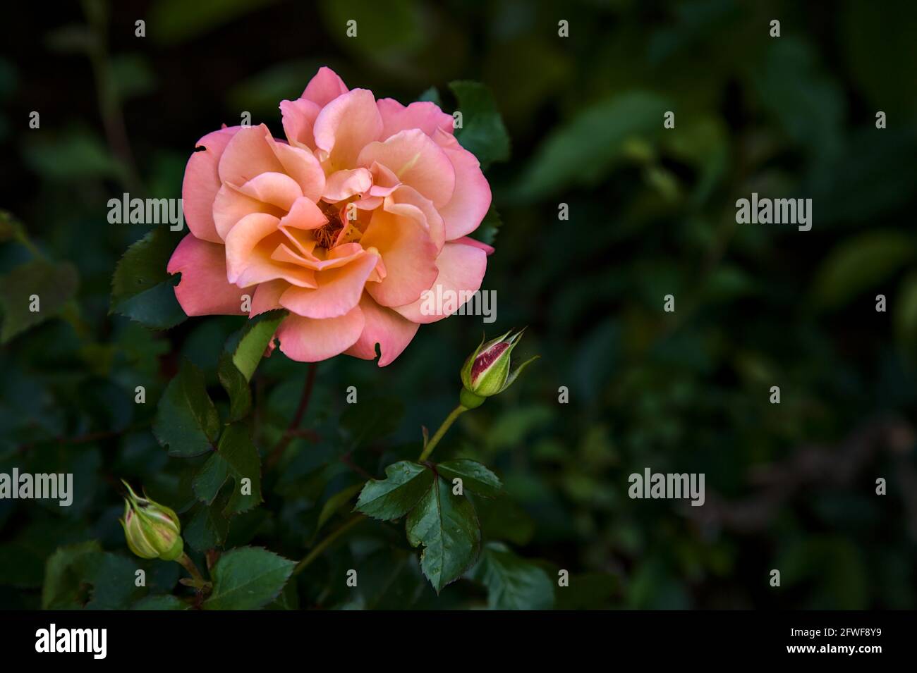 Pink and orange rose seen up close Stock Photo