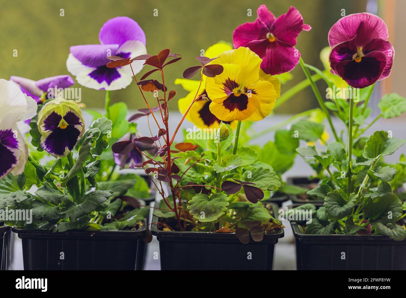 Viola edible microgreens, vegetarian raw healthy food Stock Photo Alamy