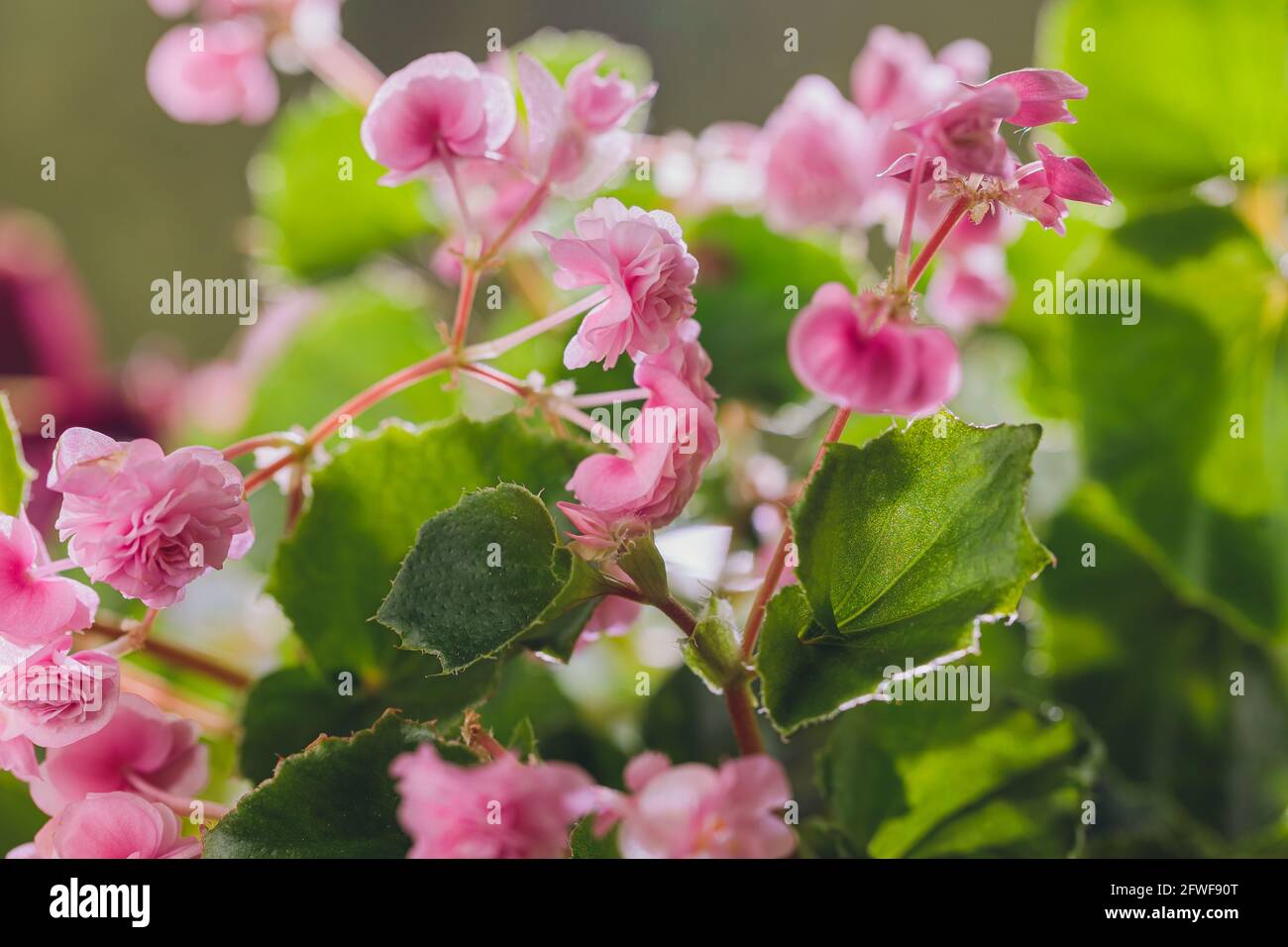 Edible flowers and microgreens begonia closeup macro Stock Photo Alamy