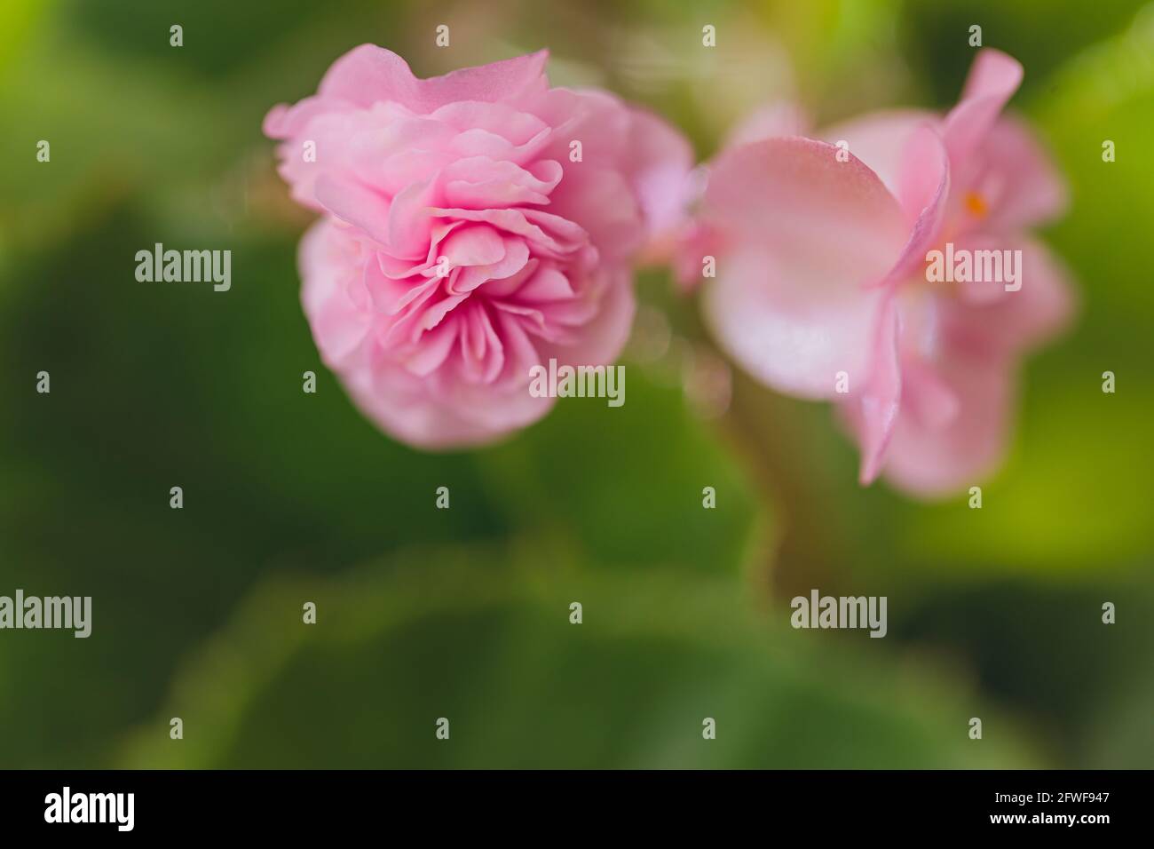 Edible flowers and microgreens begonia closeup macro Stock Photo Alamy