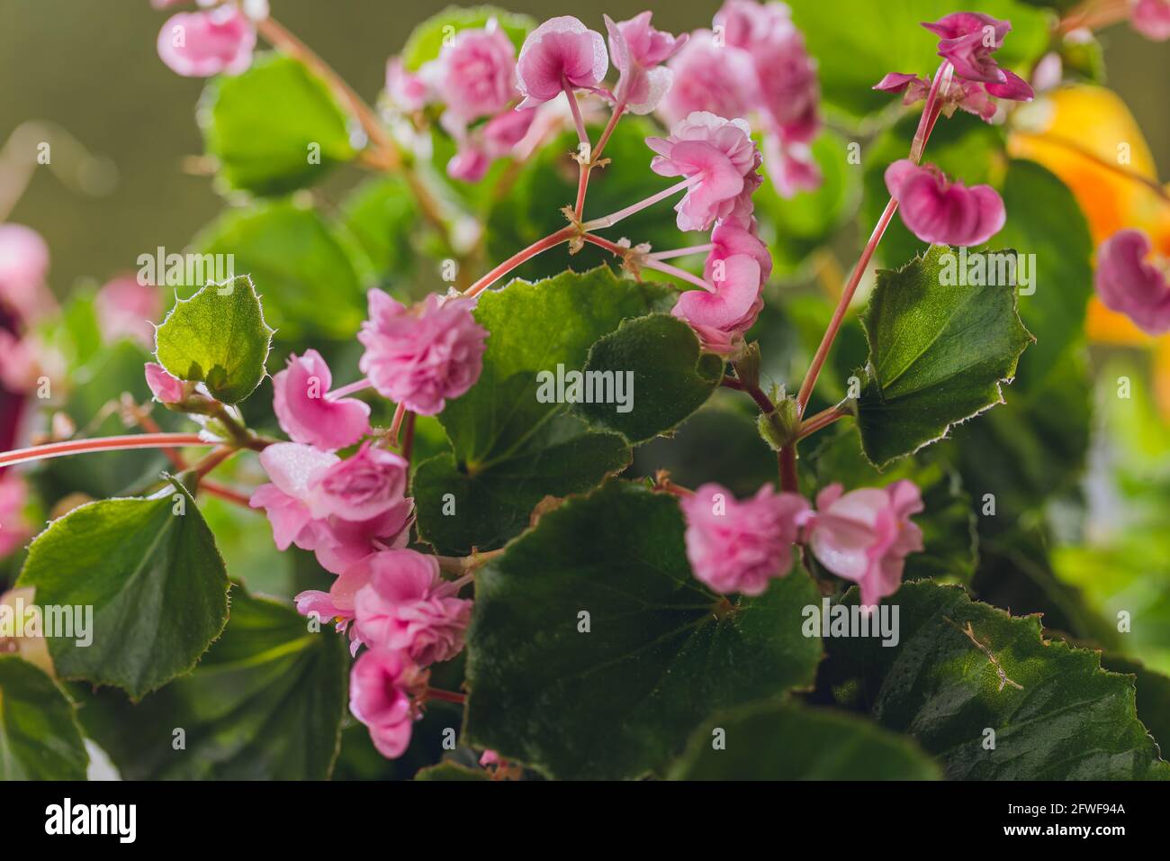 Edible flowers and microgreens begonia closeup macro Stock Photo Alamy