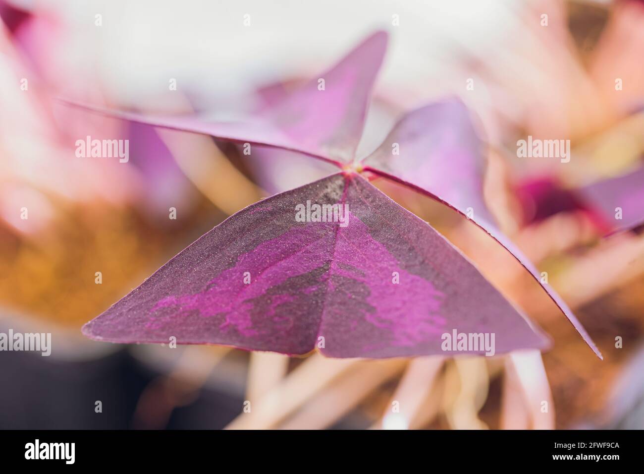 fresh edible microgreens and flowers oxalis closeup Stock Photo Alamy
