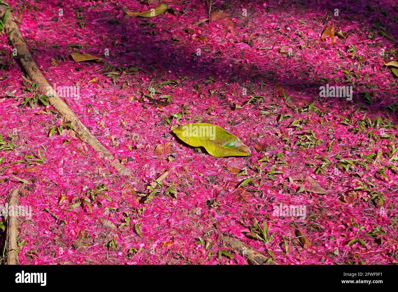 Malay Apple flowers (Syzygium Malaccense) on soil Stock Photo
